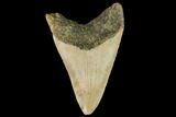 Fossil Megalodon Tooth - North Carolina #109883-2